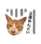 子猫のちゃちゃお（個別スタンプ：16）