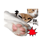 子猫のちゃちゃお（個別スタンプ：17）