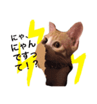 子猫のちゃちゃお（個別スタンプ：18）