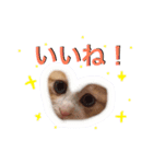 子猫のちゃちゃお（個別スタンプ：19）