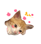 子猫のちゃちゃお（個別スタンプ：20）