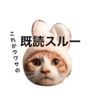 子猫のちゃちゃお（個別スタンプ：21）