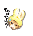 子猫のちゃちゃお（個別スタンプ：22）