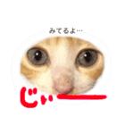 子猫のちゃちゃお（個別スタンプ：23）