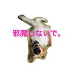 おぺぺぺ（個別スタンプ：3）