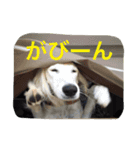 おぺぺぺ（個別スタンプ：16）