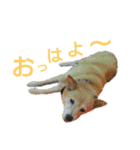 豆柴メイリー（個別スタンプ：1）