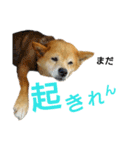 豆柴メイリー（個別スタンプ：2）