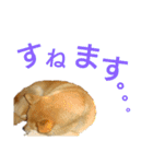 豆柴メイリー（個別スタンプ：3）