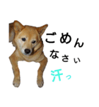 豆柴メイリー（個別スタンプ：6）