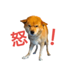 豆柴メイリー（個別スタンプ：10）
