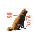 豆柴メイリー（個別スタンプ：11）
