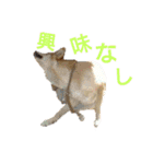 豆柴メイリー（個別スタンプ：13）