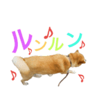 豆柴メイリー（個別スタンプ：15）