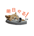 豆柴メイリー（個別スタンプ：16）
