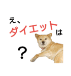 豆柴メイリー（個別スタンプ：20）