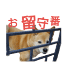豆柴メイリー（個別スタンプ：22）