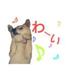 豆柴メイリー（個別スタンプ：23）