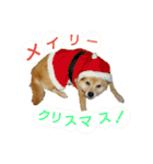 豆柴メイリー（個別スタンプ：24）