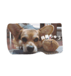 うちのまる2（個別スタンプ：3）