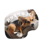 うちのまる2（個別スタンプ：8）