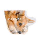 うちのまる2（個別スタンプ：13）