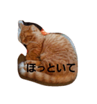 殿ちゃん(マンチカン)（個別スタンプ：2）
