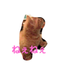 殿ちゃん(マンチカン)（個別スタンプ：3）