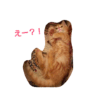 殿ちゃん(マンチカン)（個別スタンプ：6）