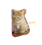 殿ちゃん(マンチカン)（個別スタンプ：8）