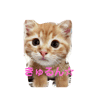 殿ちゃん(マンチカン)（個別スタンプ：10）