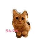 殿ちゃん(マンチカン)（個別スタンプ：20）