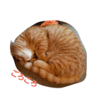 殿ちゃん(マンチカン)（個別スタンプ：21）