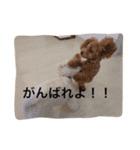 マロンの気持ち！（個別スタンプ：12）