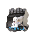 マロンの気持ち！（個別スタンプ：13）