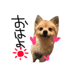 Pomekichi＆yukichi3（個別スタンプ：14）