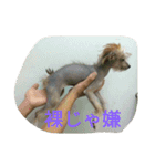 Chicre  Wan（個別スタンプ：1）