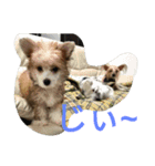 Chicre  Wan（個別スタンプ：2）