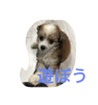 Chicre  Wan（個別スタンプ：3）