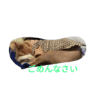 Chicre  Wan（個別スタンプ：7）