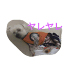 Chicre  Wan（個別スタンプ：8）