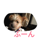 Chicre  Wan（個別スタンプ：9）