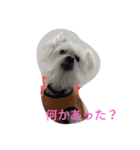 Chicre  Wan（個別スタンプ：10）