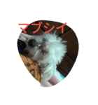 Chicre  Wan（個別スタンプ：11）