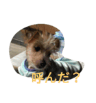 Chicre  Wan（個別スタンプ：12）