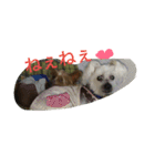 Chicre  Wan（個別スタンプ：13）