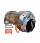 Chicre  Wan（個別スタンプ：14）