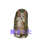 Chicre  Wan（個別スタンプ：15）
