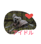 Chicre  Wan（個別スタンプ：16）