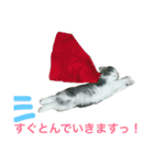 猫のちぃ（個別スタンプ：1）
